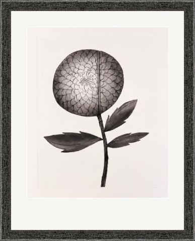 Dahlia Original Framed Print