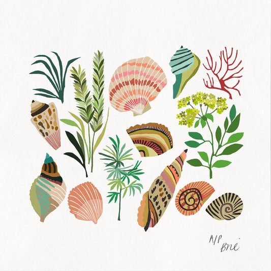 Shell Study Framed Giclée Print