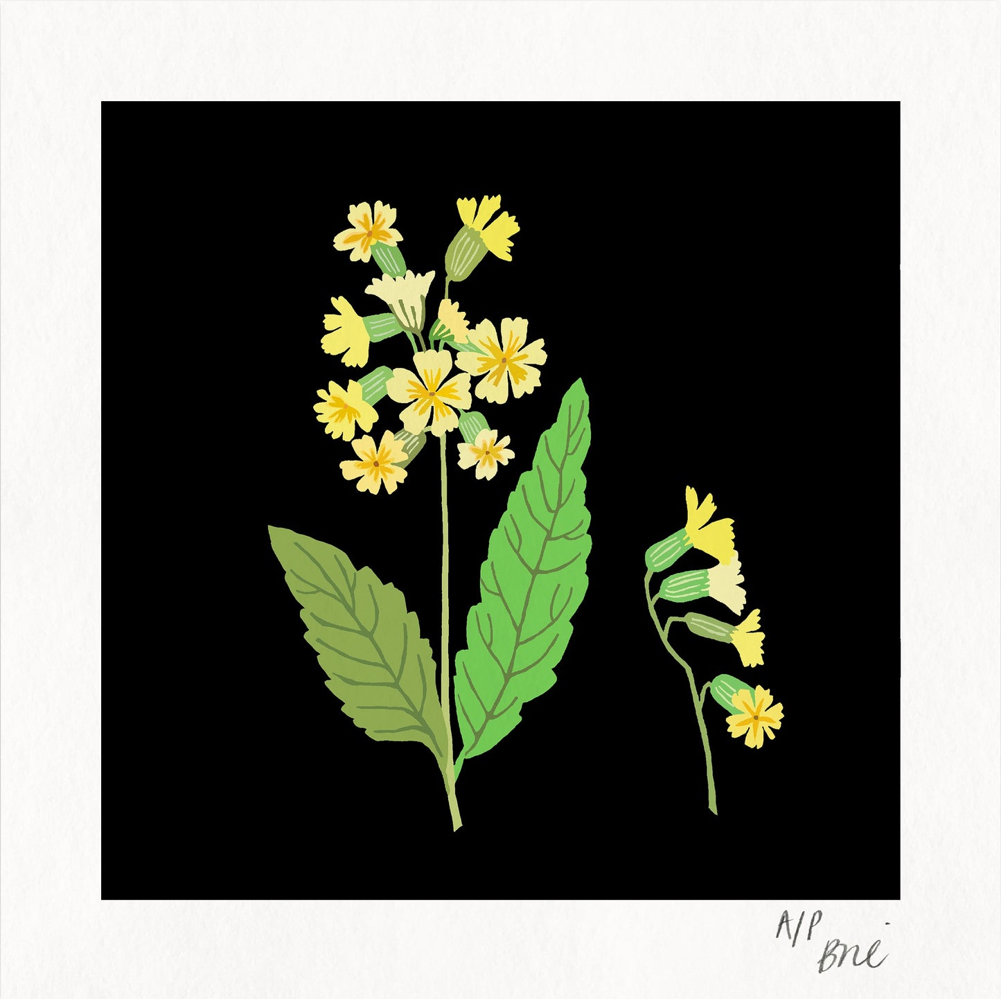 Oxlip Framed Giclée Print